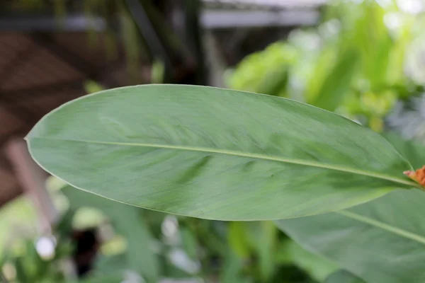 Folhas verdes, galangal — Fotografia de Stock