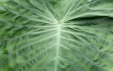 colocasia doku yeşil yaprak arka planı için