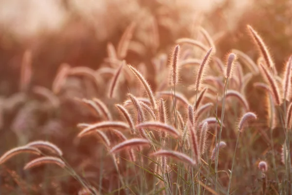 Flor de grama ensolarada — Fotografia de Stock