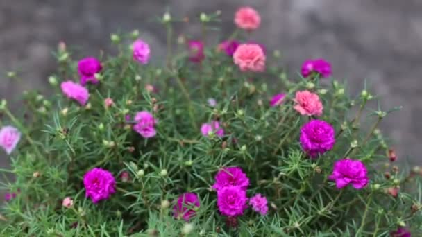 Κοντινό επάνω ροζ κοινή Portulaca λουλούδια — Αρχείο Βίντεο