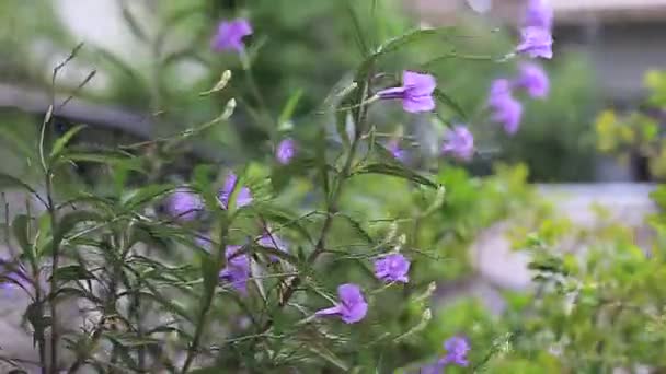 Rosa Portulaca-Blüten — Stockvideo