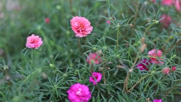 Little Common Purslane blooming. — Stock Video