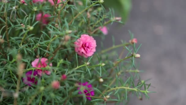 Close up Common Purslane Flower — Stock Video