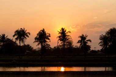 Hindistan cevizi ağacı kontrast 