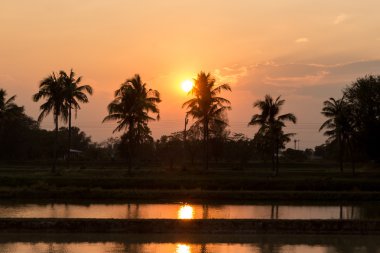 Hindistan cevizi ağacı kontrast