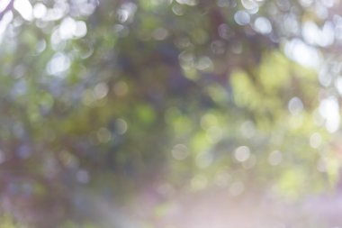 Bokeh lights on a sunny day in the garden