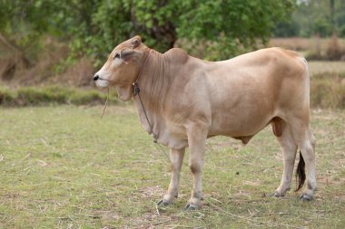 Amerikan Brahman inek
