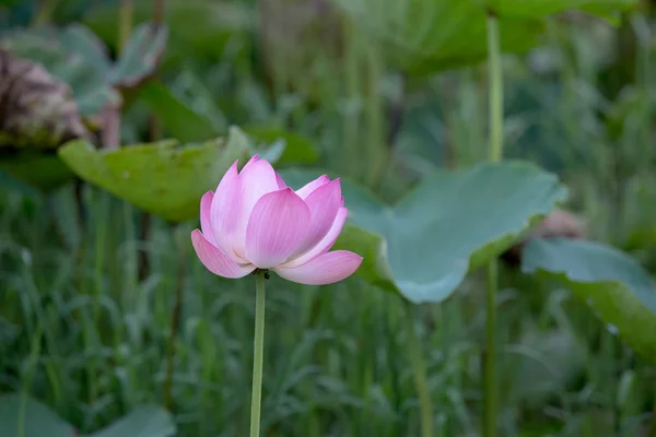 Lotusblumen im Teich — Stockfoto