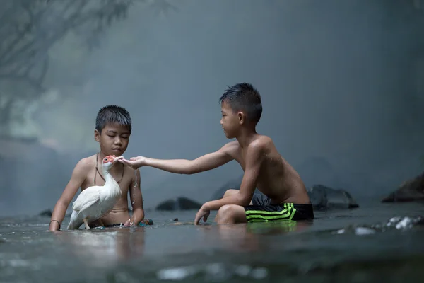 Мальчики играют с утками в ручье — стоковое фото