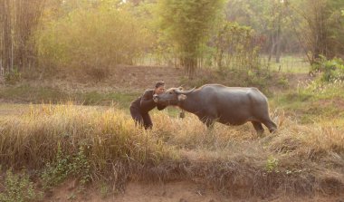 Buffalo çiftçilere sevgisi