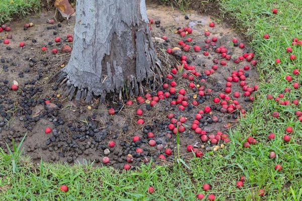 Árvore de frutos de palma vermelha madura caiu . — Fotografia de Stock