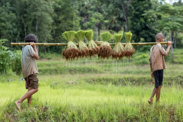 Tailandês, menino e menina agricultor em campos verdes estão carregando o — Fotografia de Stock