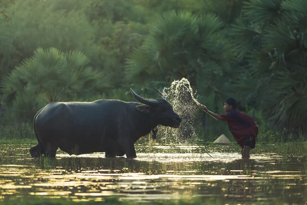 Dzieci kąpać buffalo — Zdjęcie stockowe