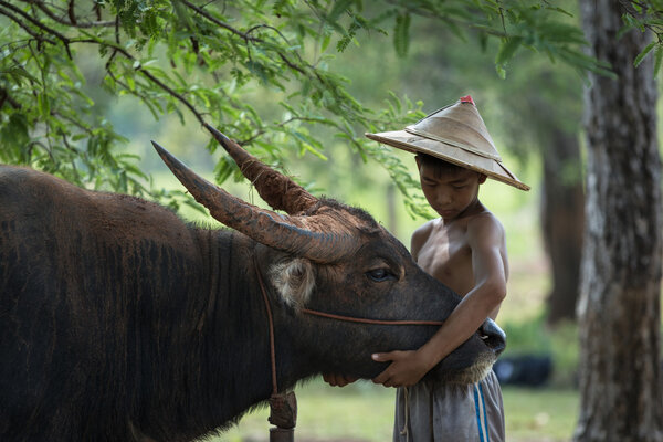 Children love to Buffalo under Trees