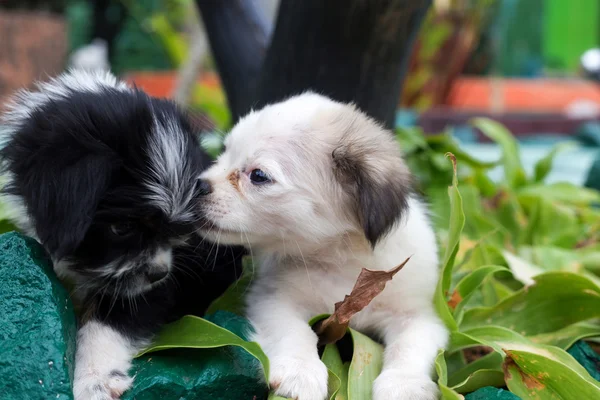 Two Puppies Playing Outside — Stock Photo, Image