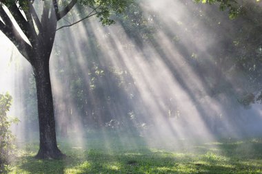 Ağaç aydınlatma ve duman