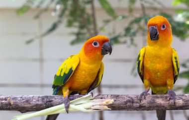 İki güneş conure