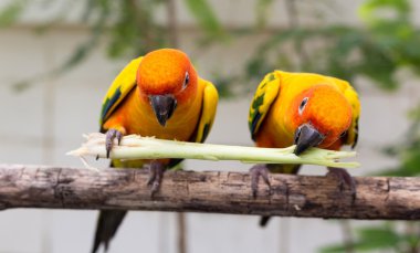 conure