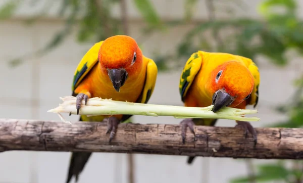 Aratinga — Foto de Stock