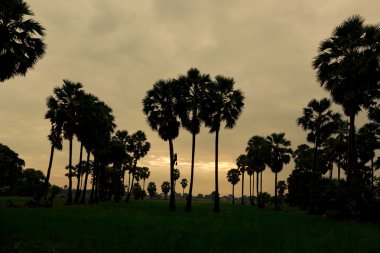 Surise, adam toddy palm dağcı Ayutthaya içinde.
