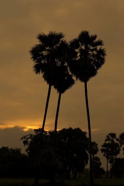 Heart-shaped sugar palm — Stock Photo, Image