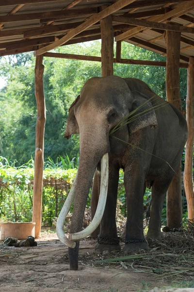 Thajská elelphant v domě — Stock fotografie