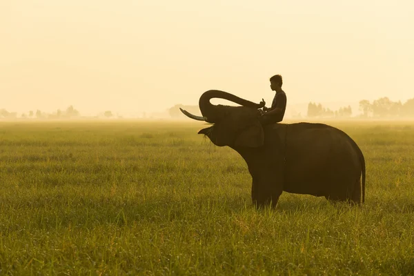 Слон и махаут — стоковое фото