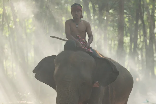 Mahout sur l'éléphant de retour — Photo