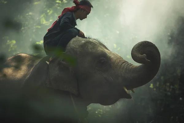 Éléphant avec mahout dans la faune — Photo