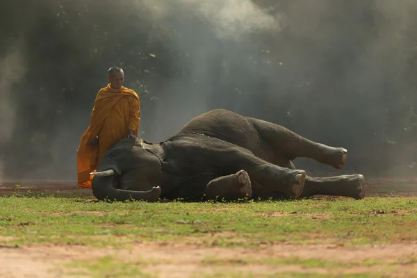 Monge com elefante bebê — Fotografia de Stock