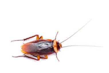 Cockroach on a white background clipart