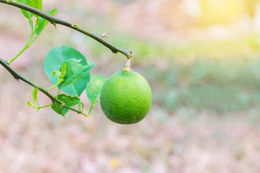 taze limon bahçesinde bir limon ağacı dalı üzerinde