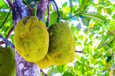 Bahçedeki ağaç üzerinde ham nefesi 