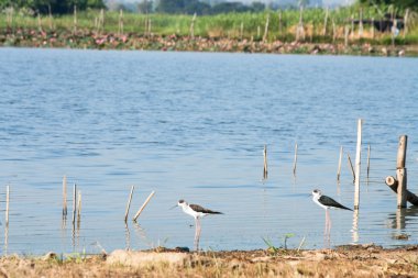 Bataklık ortak kuşlar