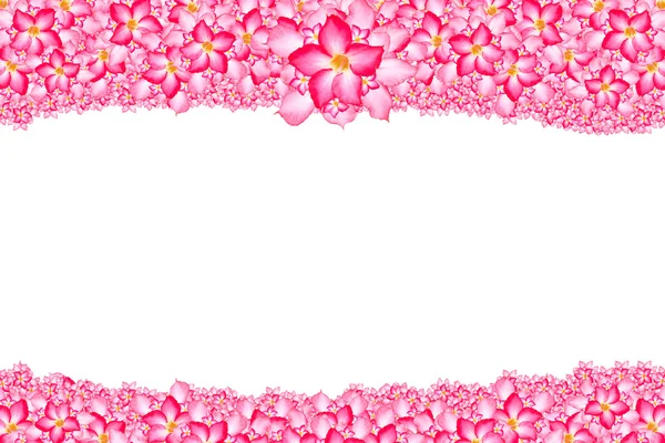 Flower patten for background — Stock Photo, Image