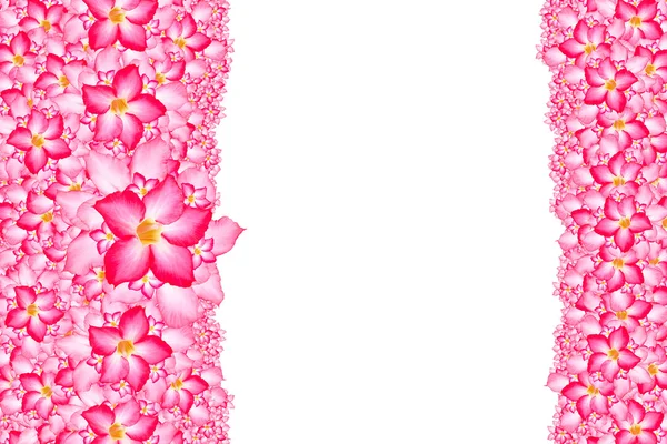 Flower patten for background — Stock Photo, Image