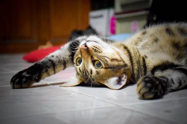 Rahatlamak mutlu bir kedi