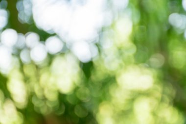 soyut bulanıklık için arka plan yeşil