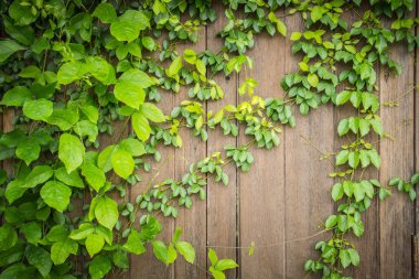 antika arka plan için güzel doğal