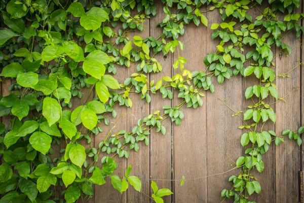 antika arka plan için güzel doğal