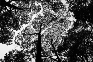 ağaç siluet arka planı için