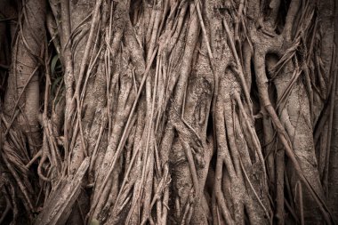 Doğa büyük ağaç kök arka planı için