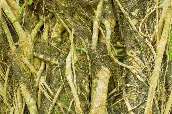 Doğa büyük ağaç kök