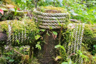 ıslak ip ve ahşap, eğreltiotu