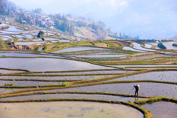 Flooded rice fields in South China — Stock Photo, Image
