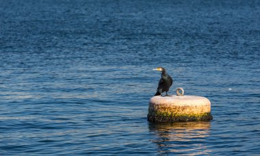 Şamandıra nehir yüzeyde oturan karabatak