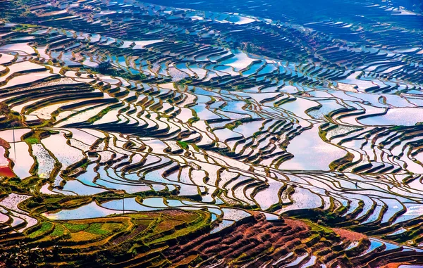 Flooded rice fields in South China — Stock Photo, Image