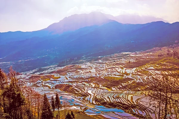 Terraced Rice Fields in Water Season in South China at Sunset — Stock Photo, Image