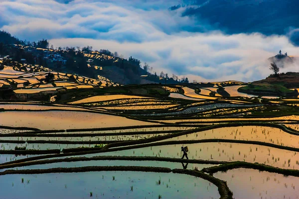 Morning View of China Rice Fields and Peasant walking — Stock Photo, Image