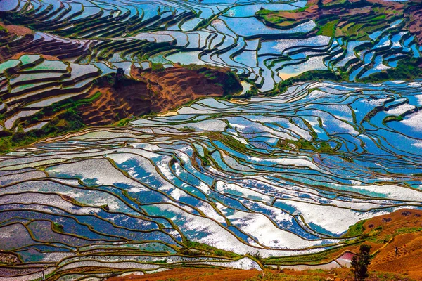 Flooded rice fields in South China — Stock Photo, Image